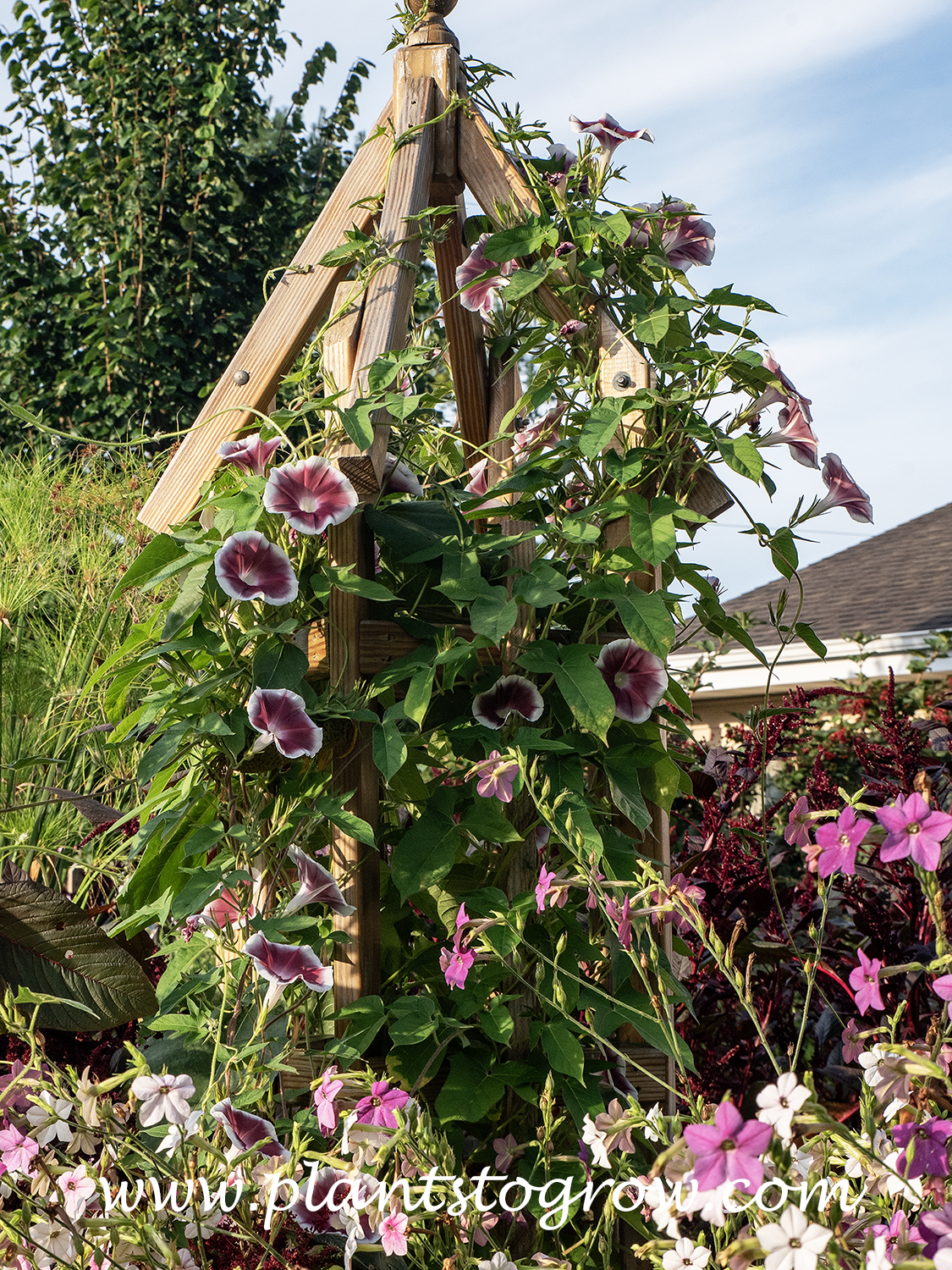 Chocolate Morning Glory (Ipomoea nil)
The tower this plant is growing on is over 8 feet tall.